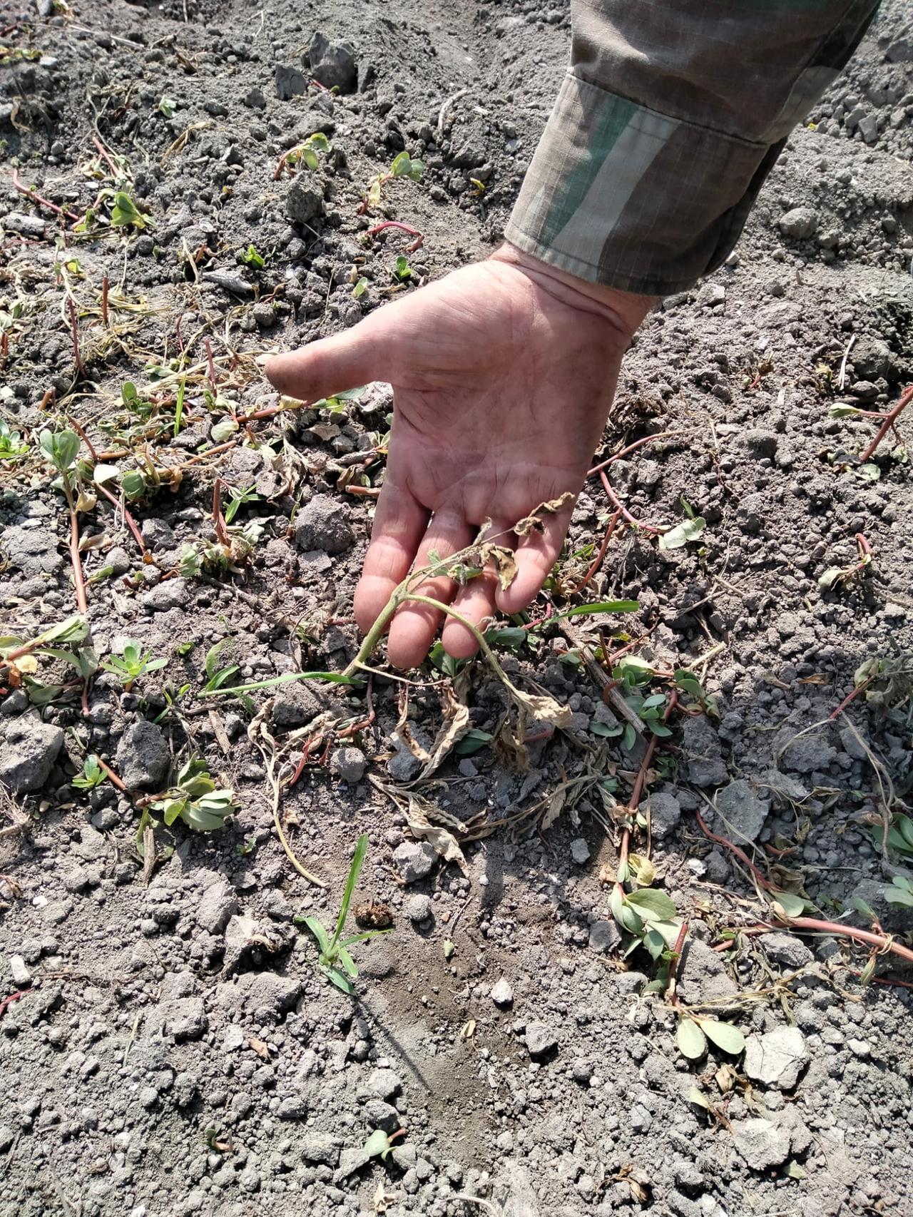 Siccità, Coldiretti scrive a 25 sindaci: «Chiedete lo stato di calamità»