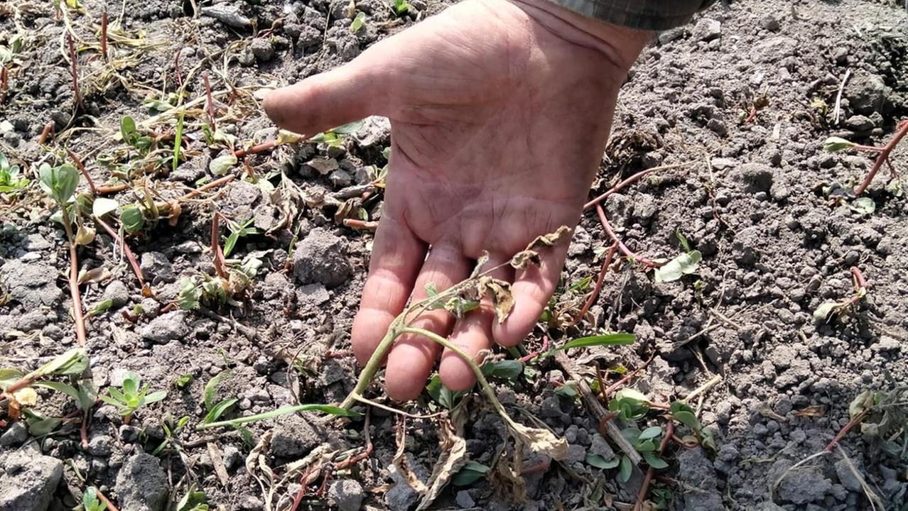 Siccità, Coldiretti scrive a 25 sindaci: «Chiedete lo stato di calamità»