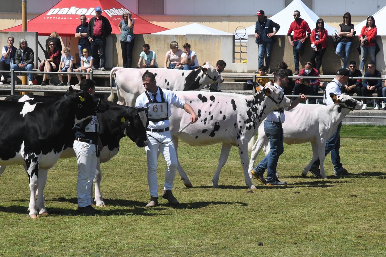 
	Un momento dell'esposizione della Fiera Agricola di Arborea

