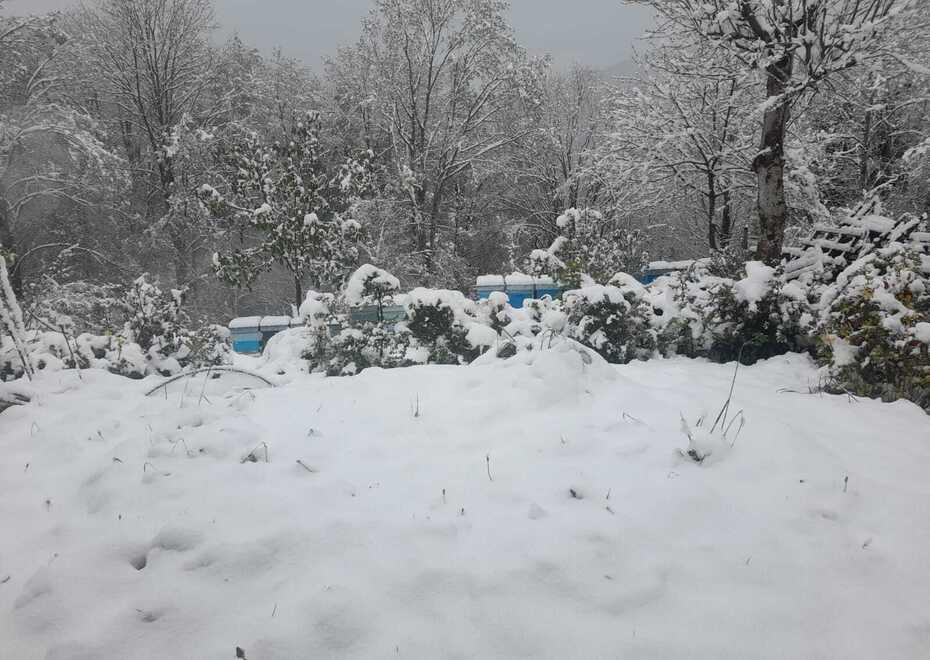 Arnie sommerse dalle nevicate: a rischio api e miele di acacia