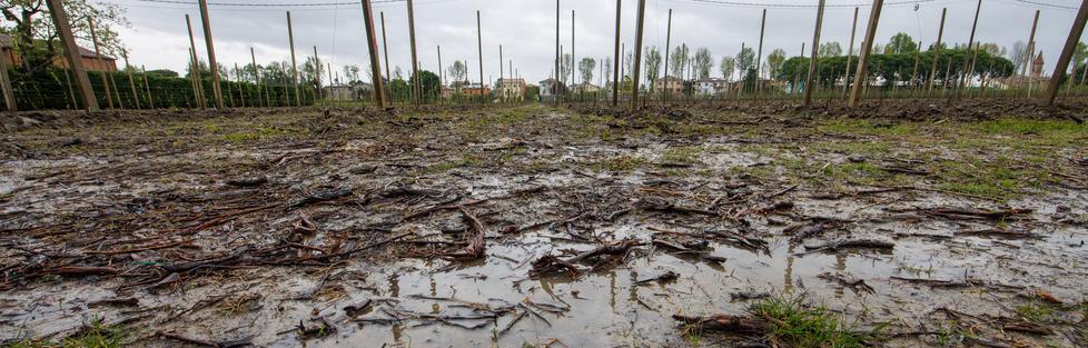 Ferrara, freddo anomalo: gli agricoltori temono per il raccolto