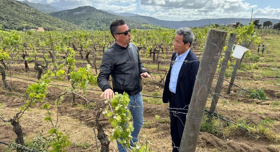 Shigeru Hayashi, il guru giapponese del vino italiano alla scoperta delle eccellenze sarde