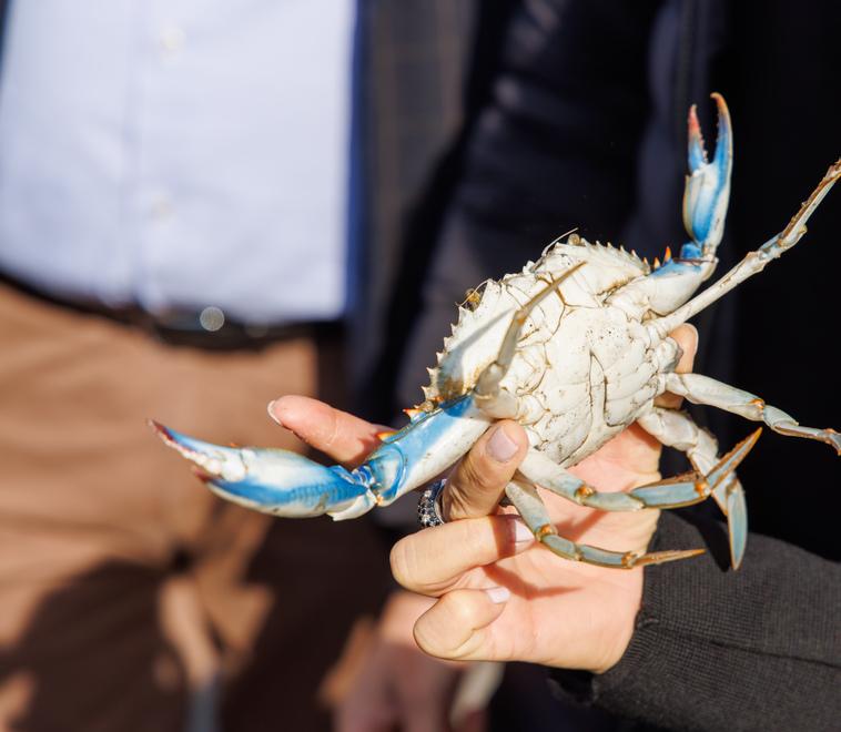 Goro, pescatori equiparati agli agricoltori. Emergenza granchio blu per il 2024<br type="_moz" />
