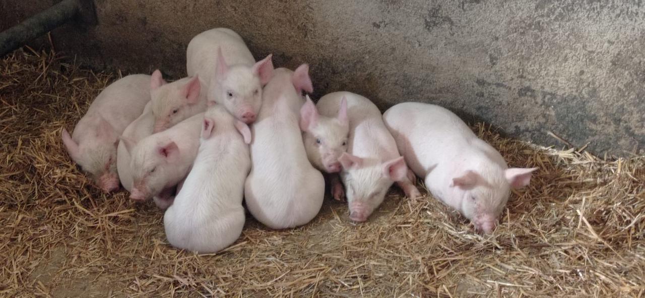 Il porcetto sardo in corsa per la denominazione Igp