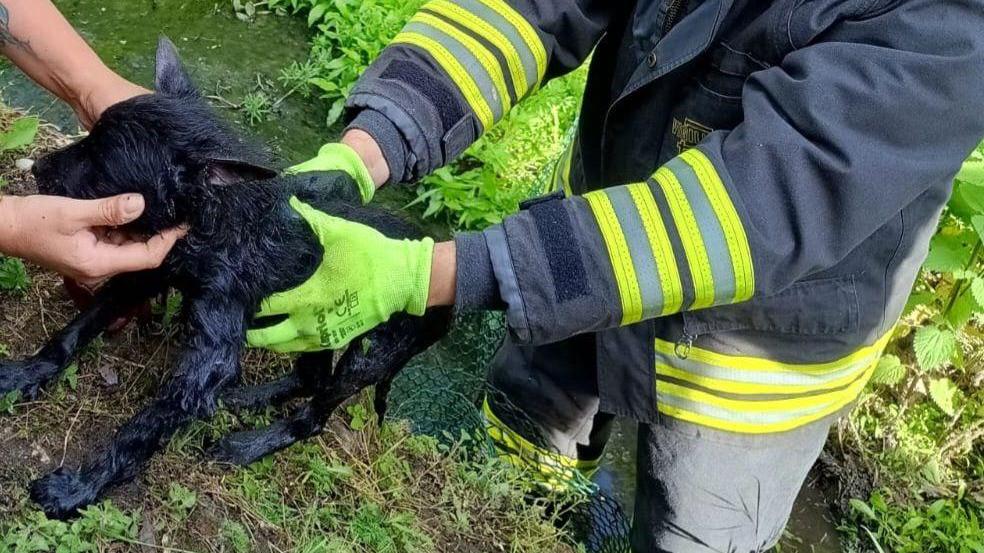 Bibbiano, i vigili del fuoco salvano un cane finito in un canale