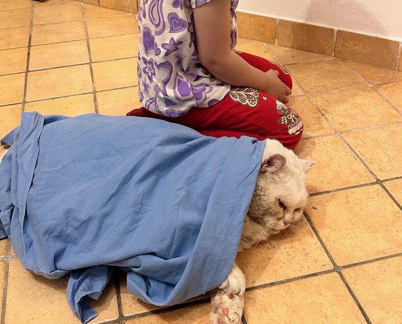 Ferrara, i carabinieri per riavere il gatto: «Non ho i soldi per la parcella»