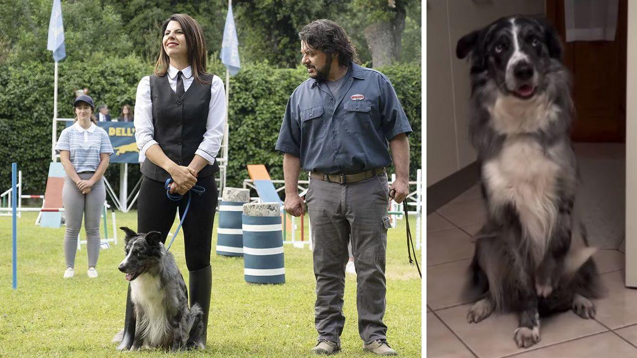 Bolt, il cane star di Cecina protagonista nel film con Lillo e Geppi Cucciari in uscita su Amazon Prime