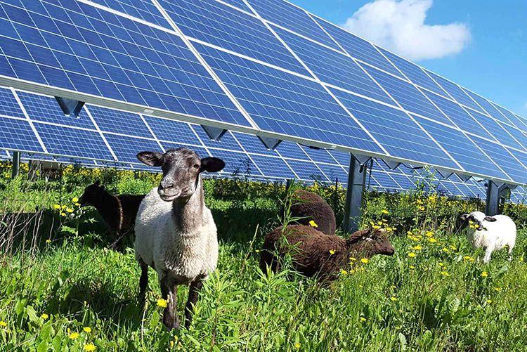 
	Agrivoltaico, polemiche a Mogoro

