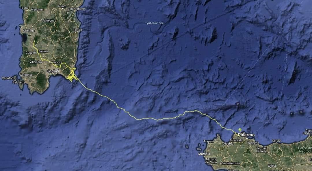 Il volo dei record del grifone “Arricelli”, dalla Sardegna alla Sicilia in 9 ore: il gps documenta tutto