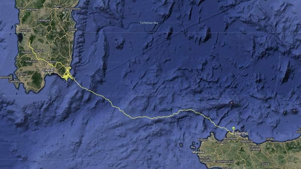 Il volo dei record del grifone “Arricelli”, dalla Sardegna alla Sicilia in 9 ore: il gps documenta tutto