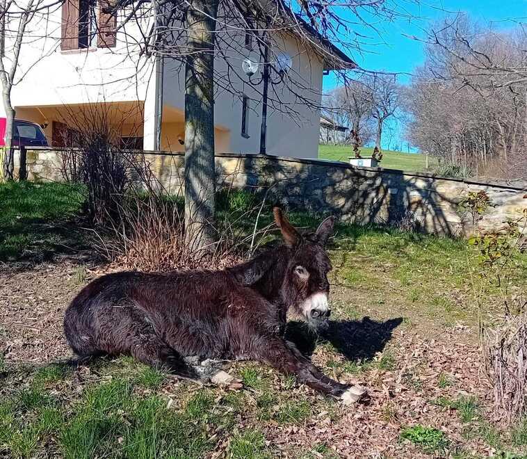 «L’asina Gina vittima di cause fortuite: non è certo sia stata uccisa dai lupi»