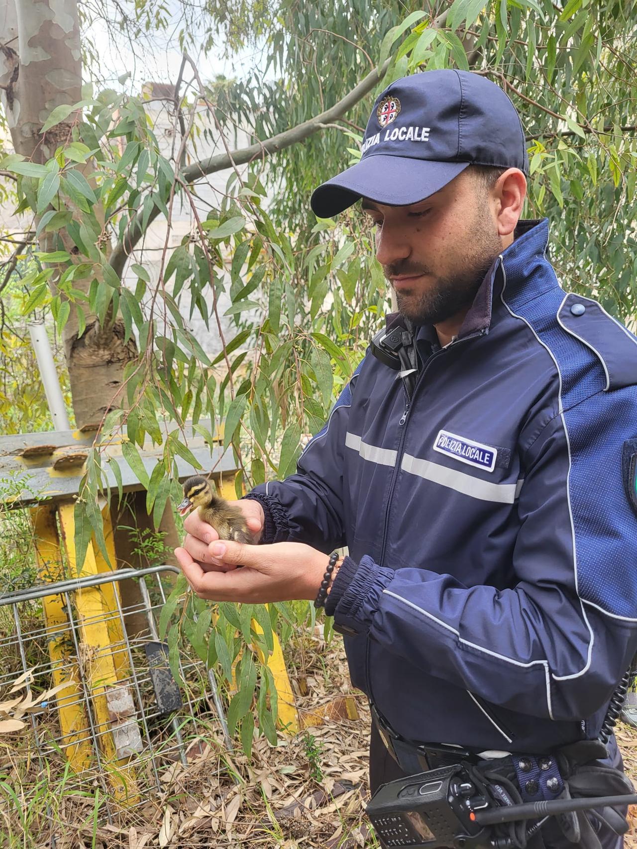Nove anatroccoli si perdono nella zona industriale di Sassari, la polizia locale li recupera e li riporta da mamma anatra