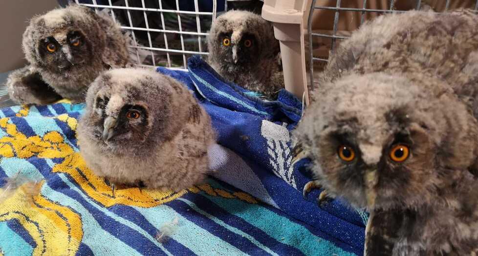
	Piccoli di gufo caduti dal nido e ora al Rifugio

