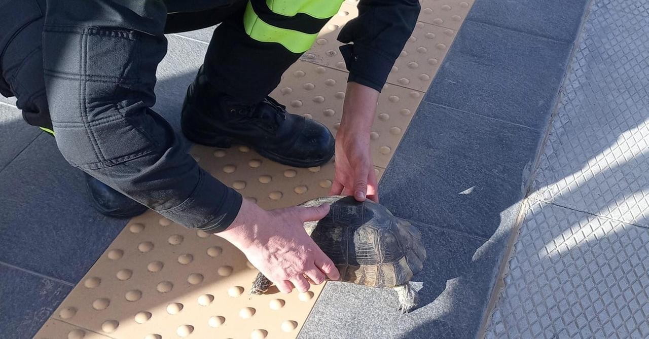 Olbia, tartaruga finisce sui binari e rischia di essere investita: salvata dai vigili del fuoco