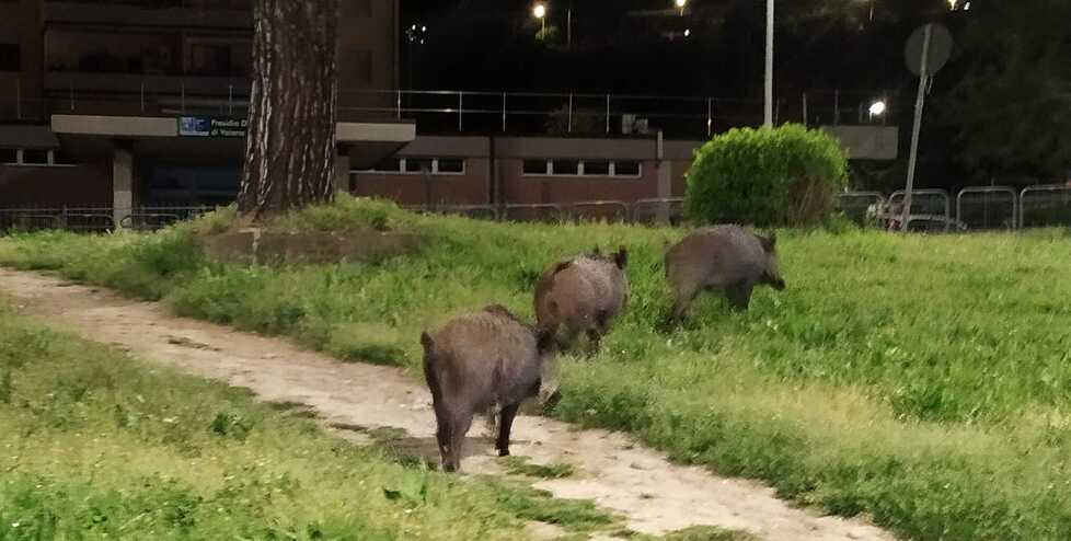 Prato, i cinghiali della Sacra Famiglia potrebbero essere “graziati”