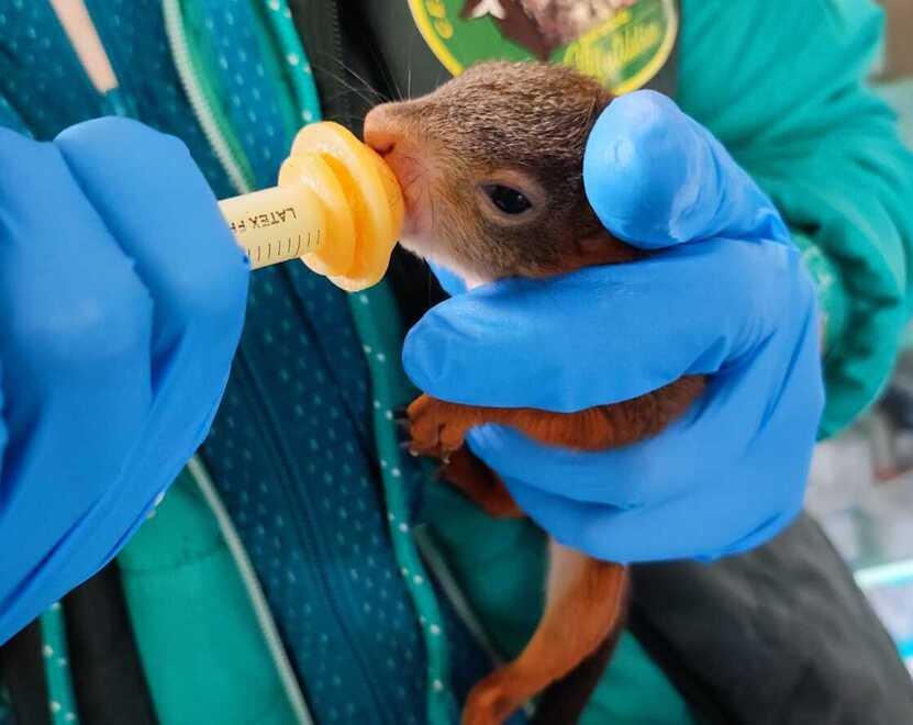 
	Uno degli scoiattoli accuditi al Rifugio Matildico

