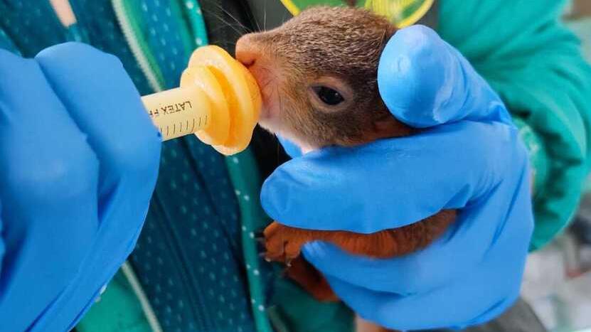 Mamma scoiattolo muore investita: due piccoli in salvo