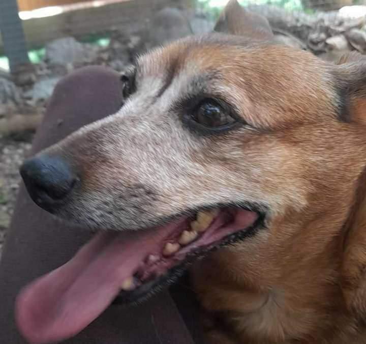 
	Uno dei cani ritrovati fuori dalla porta l'altra sera

