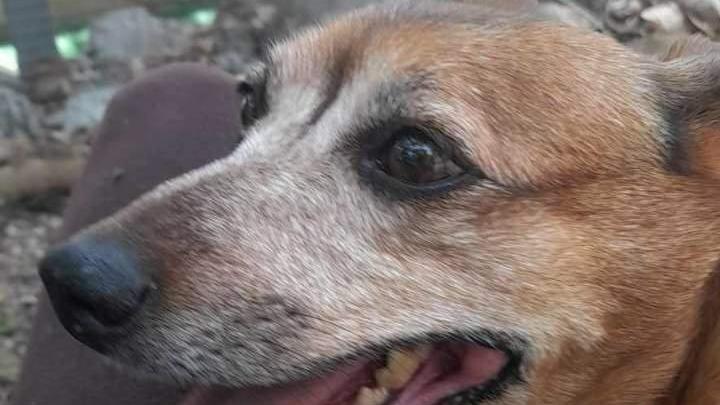 Terralba, cagnolini sfrattati dopo la morte del loro padrone: insorgono gli animalisti