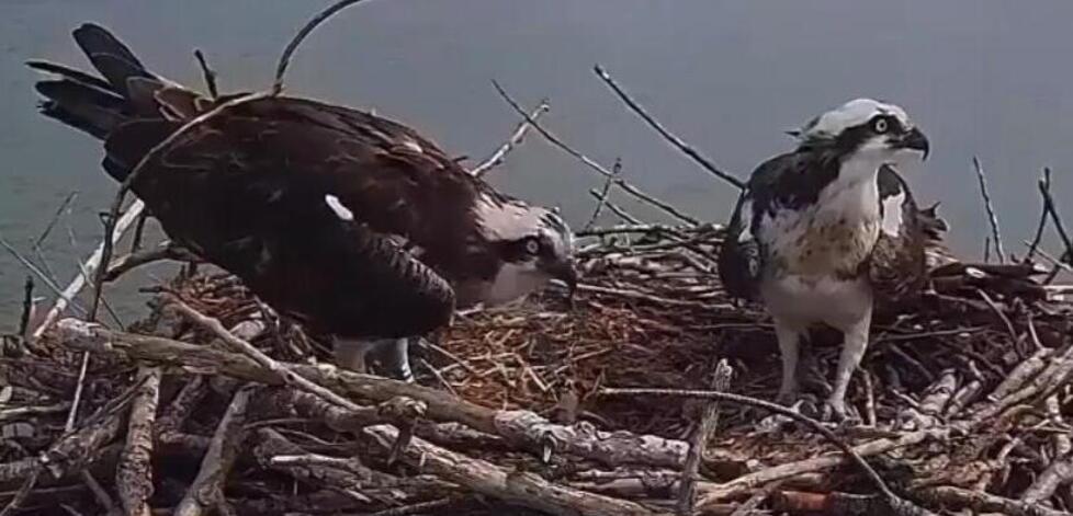 Falchi pescatori, Mora e Orbetello sono diventati genitori: si è schiuso il primo uovo<br type="_moz" />
