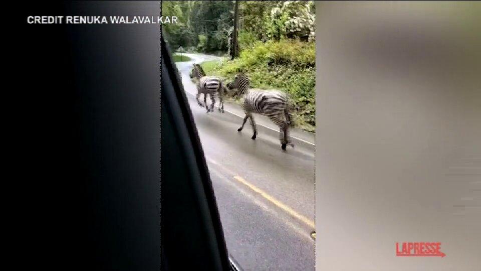 <p>Usa, Zebre in fuga per le strade di Washington</p>