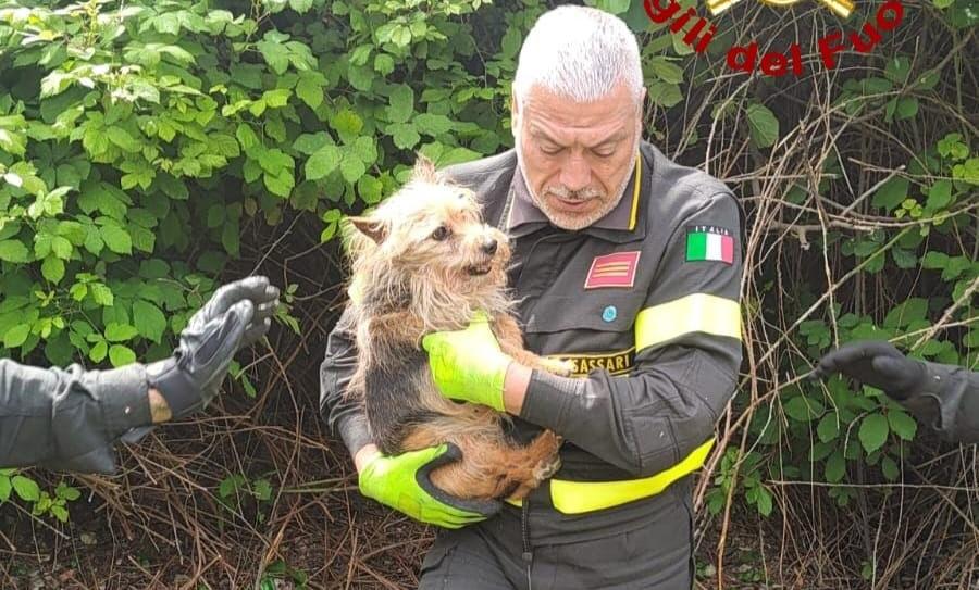 Sassari, cagnolino cieco e cardiopatico cade da dieci metri: salvato dai vigili del fuoco dentro un cespuglio di rovi