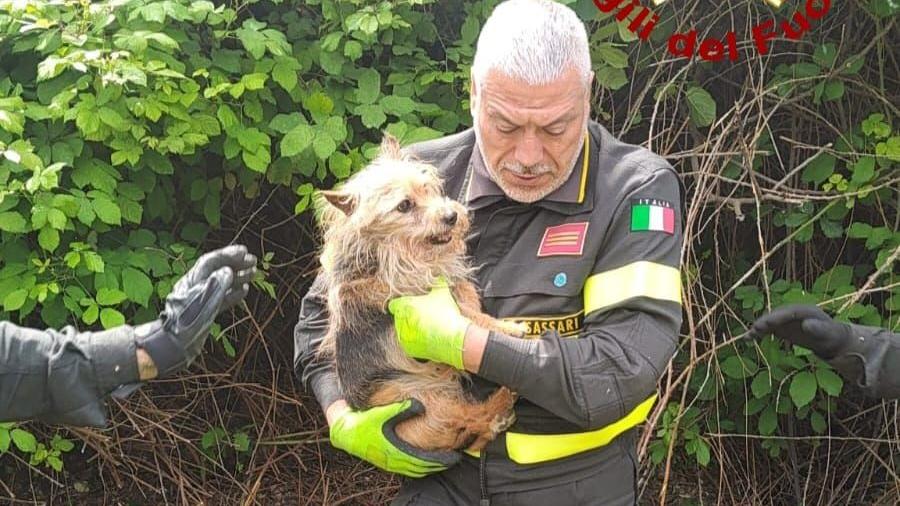 Sassari, cagnolino cieco e cardiopatico cade da dieci metri: salvato dai vigili del fuoco dentro un cespuglio di rovi