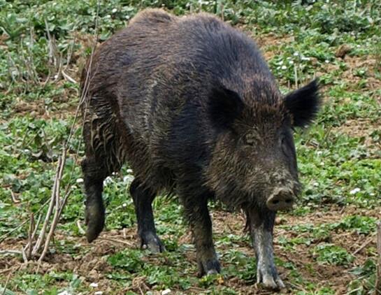 Peste suina in Emilia, l’attenzione resta alta