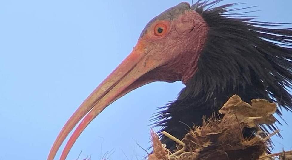 Orbetello, tre coppie di ibis eremita hanno nidificato all’ex idroscalo e sul promontorio