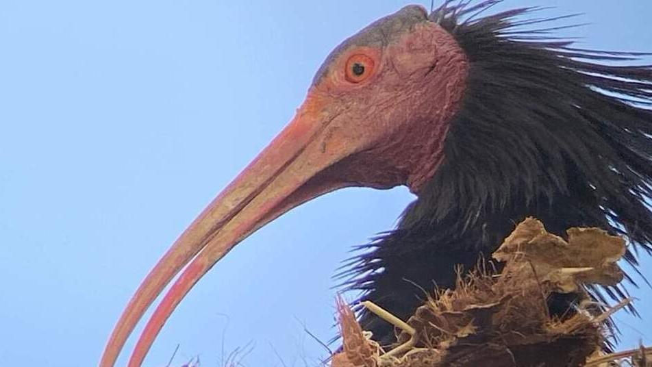 Orbetello, tre coppie di ibis eremita hanno nidificato all’ex idroscalo e sul promontorio