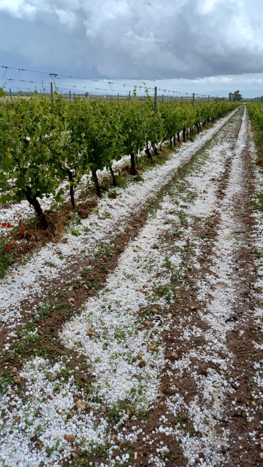 
	La grandine caduta sui campi dell'Oristanese

