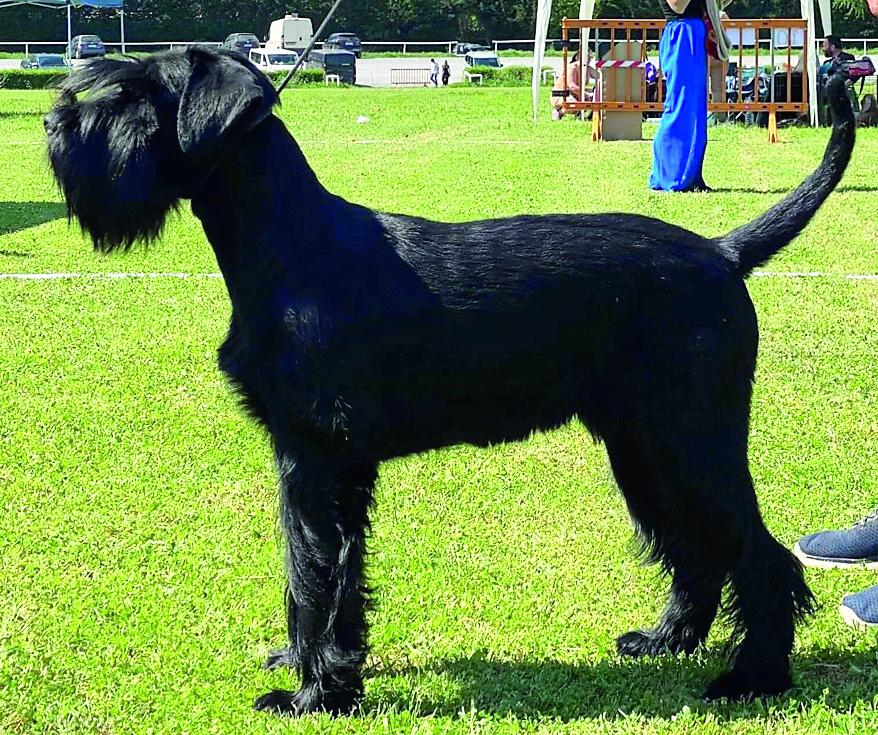 Il giocherellone George incoronato “cane più bello del mondo”