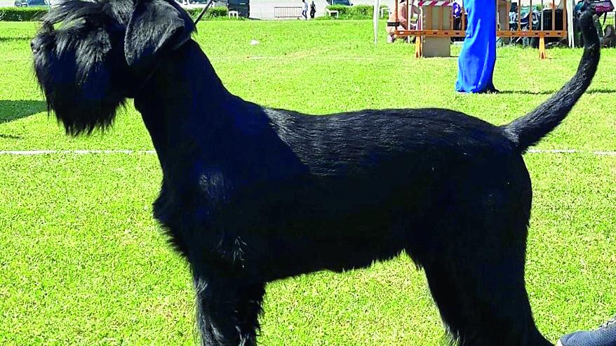 Il giocherellone George incoronato “cane più bello del mondo”