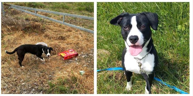 
	<strong>Prima e dopo </strong>Zeno dove &egrave; stato ritrovato e a destra il cucciolo al canile

