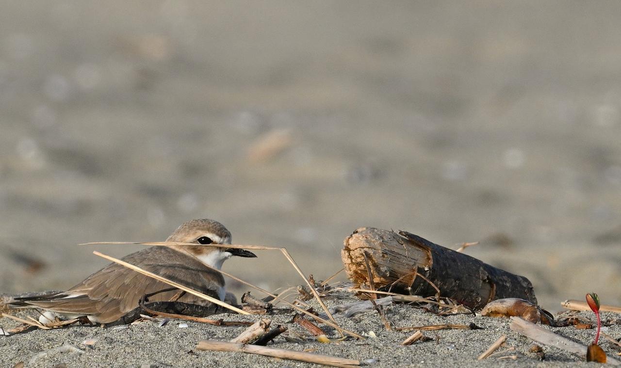 Spiaggia della Lecciona, scoperto nido di fratino: «Ora serve la collaborazione di tutti per proteggerlo»