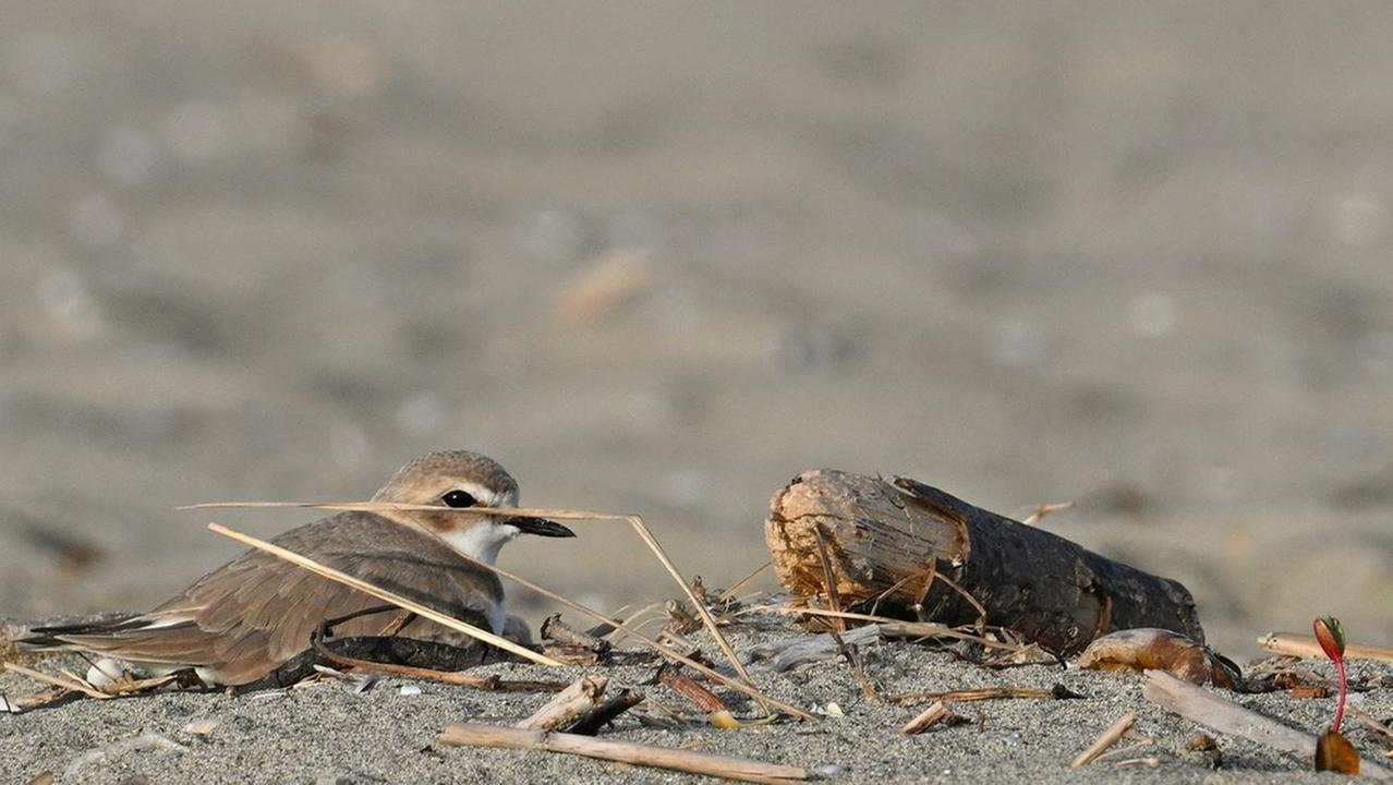 Spiaggia della Lecciona, scoperto nido di fratino: «Ora serve la collaborazione di tutti per proteggerlo»
