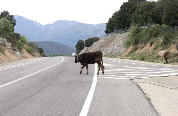 Incidente sulla statale 389: investiti e uccisi cinque vitellini, ferita una mucca