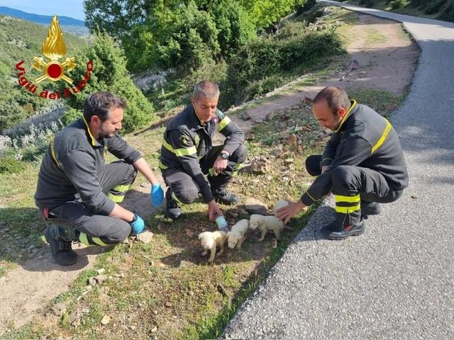 
	I cuccioli salvati dai vigili del fuoco di Lanusei

