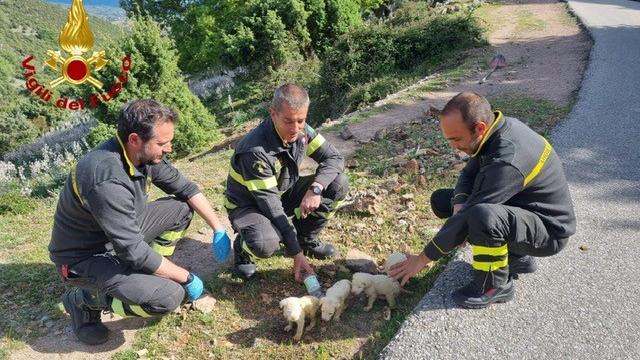 Cagnolini abbandonati nelle campagne di Villagrande Strisaili, salvati dai vigili del fuoco