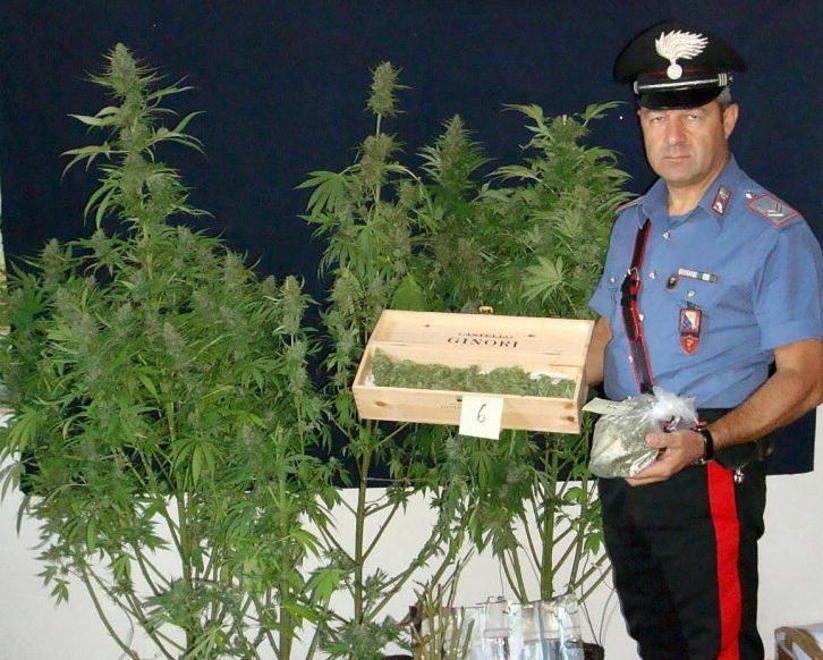 Muratore trasforma area da ristrutturare in serra di marijuana 