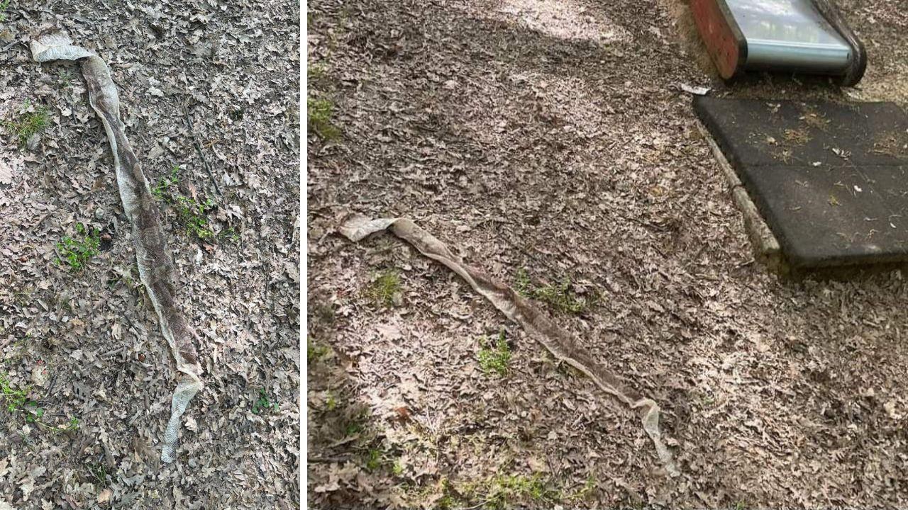 
	La pelle di serpente ritrovata nel parco giochi (Foto di Gabriele Ruffoli)

