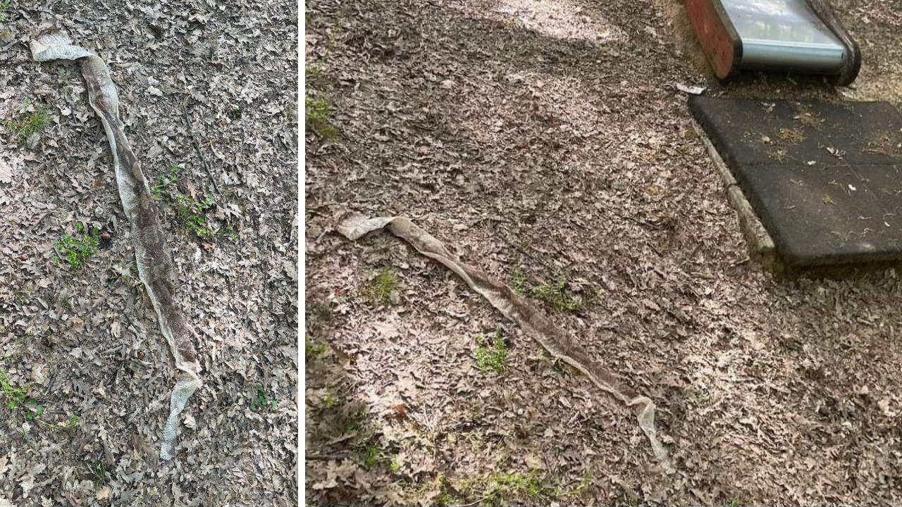 Un serpente di due metri al parco giochi: la scoperta in Toscana e il sospetto della specie esotica