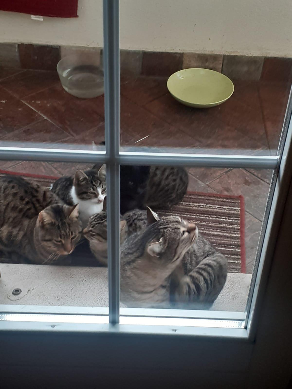Pontemaodino, avvelenati due gattini di sei mesi: «Chi ha visto lo segnali»