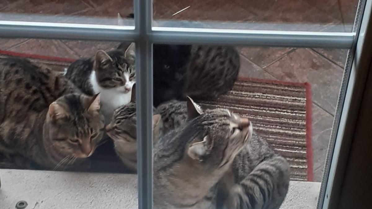 Pontemaodino, avvelenati due gattini di sei mesi: «Chi ha visto lo segnali»