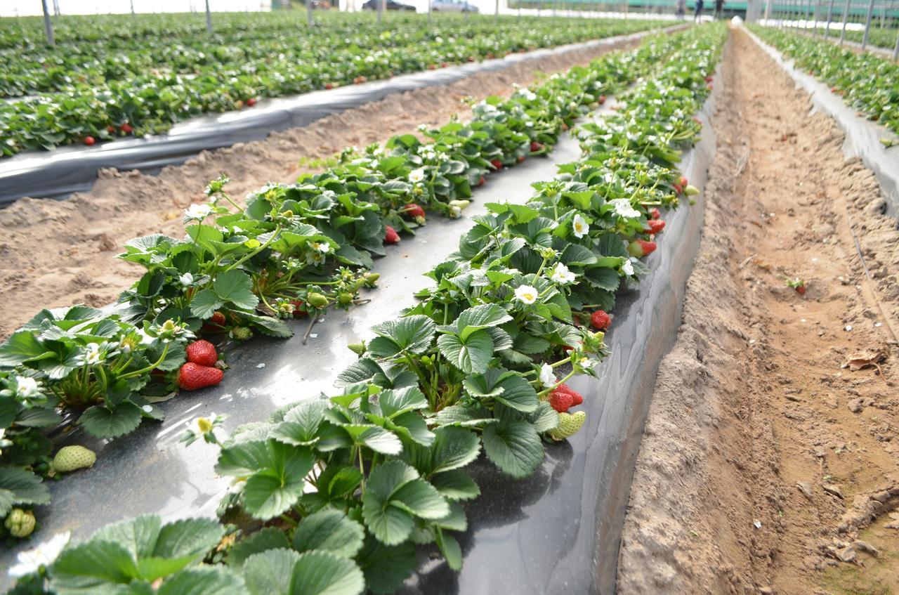 
	Le fragole nelle serre della Cooperativa Produttori Arborea

