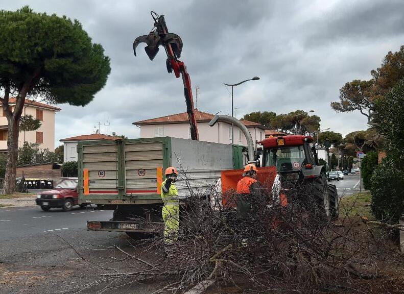 Un’altra pianta dopo le operazioni di abbattimento