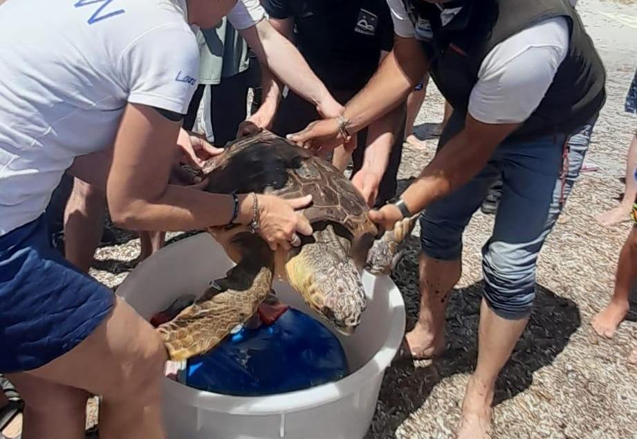 
	La liberazione di un'altra tartaruga a Caprera

