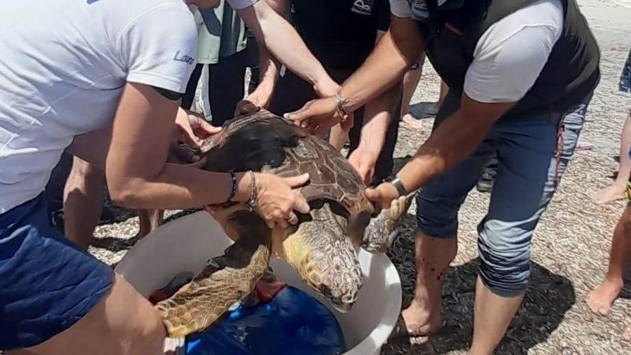 La Maddalena, salvata un mese fa dal Parco: la tartaruga Giulia sarà liberata