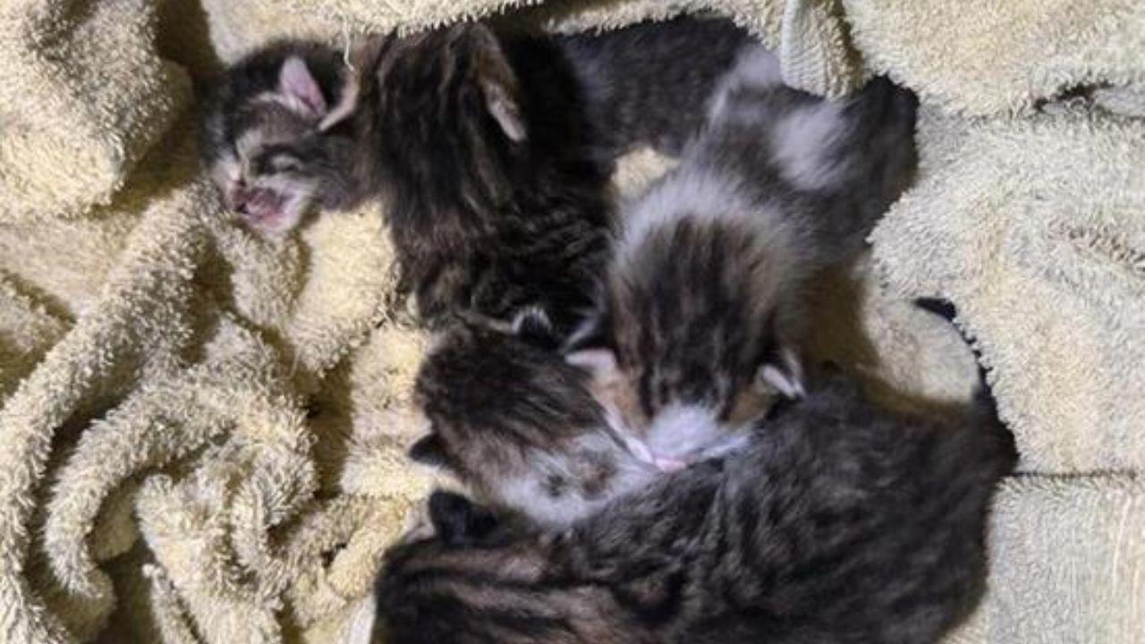 I gattini salvati