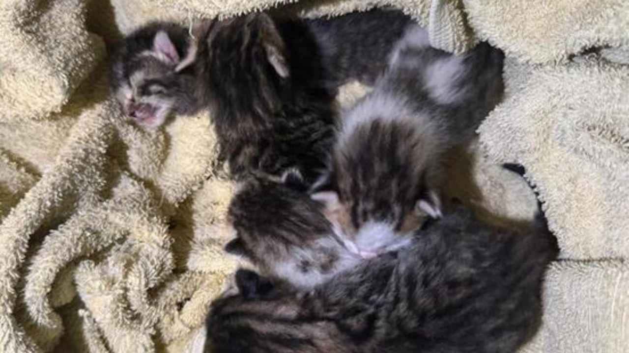 Cinque gatti nello scatolone da Pescara: il salvataggio in Toscana e il mistero della madre